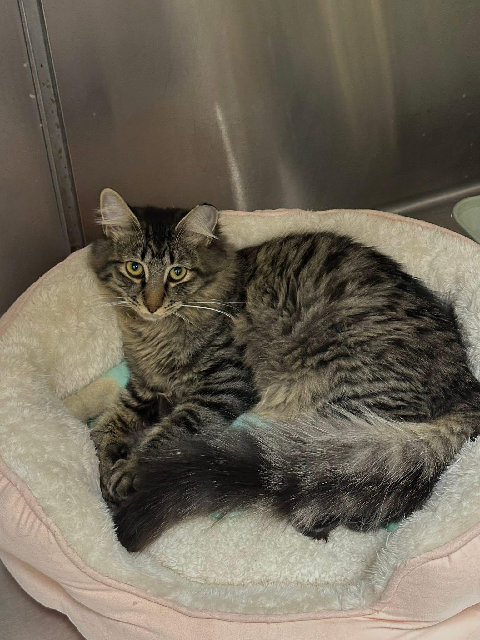 Phyllis Vance, Adoptable, Kitten Female Domestic Medium Hair.