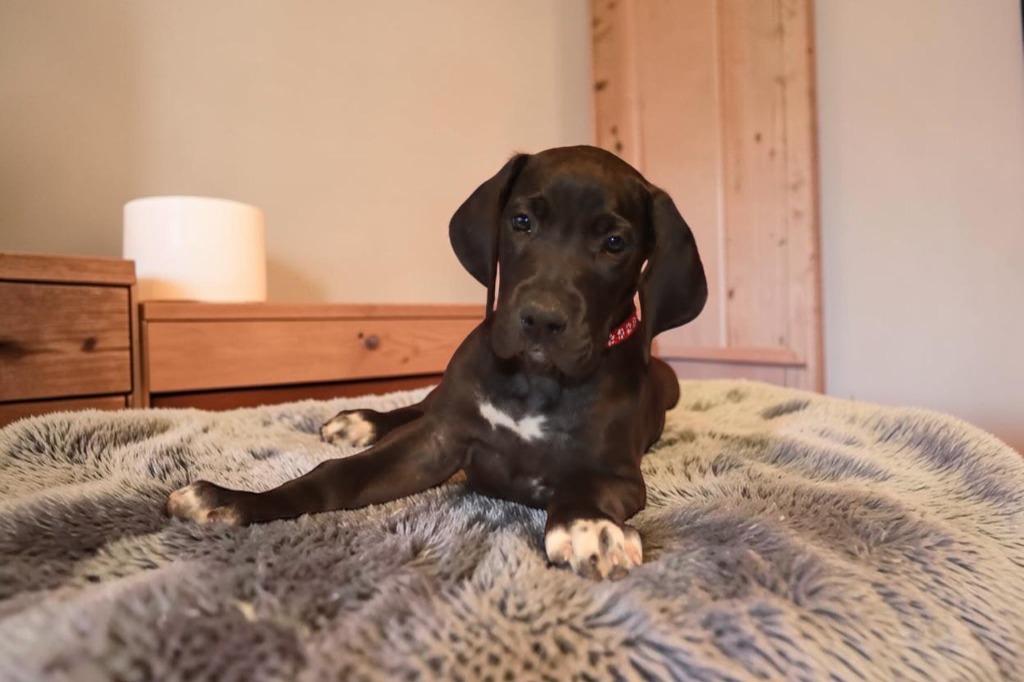 Flora, Adoptable, Puppy Female Great Dane.