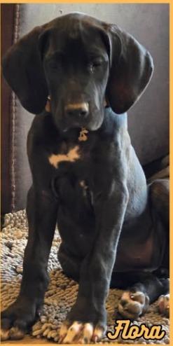Flora, a Adoptable Great Dane in Mesa, AZ image 2/3