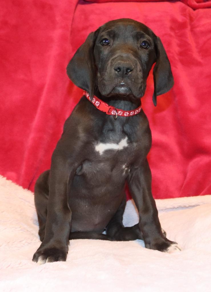 Flora, a Adoptable Great Dane in Mesa, AZ image 3/3