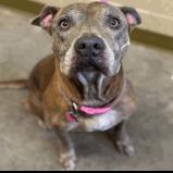 Enlarge Reba, a Adoptable Pit Bull Terrier in Dickinson, TX image 1/6