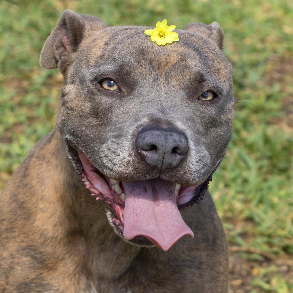 Enlarge Reba, a Adoptable Pit Bull Terrier in Dickinson, TX image 4/6
