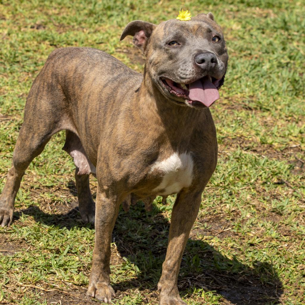 Enlarge Reba, a Adoptable Pit Bull Terrier in Dickinson, TX image 6/6