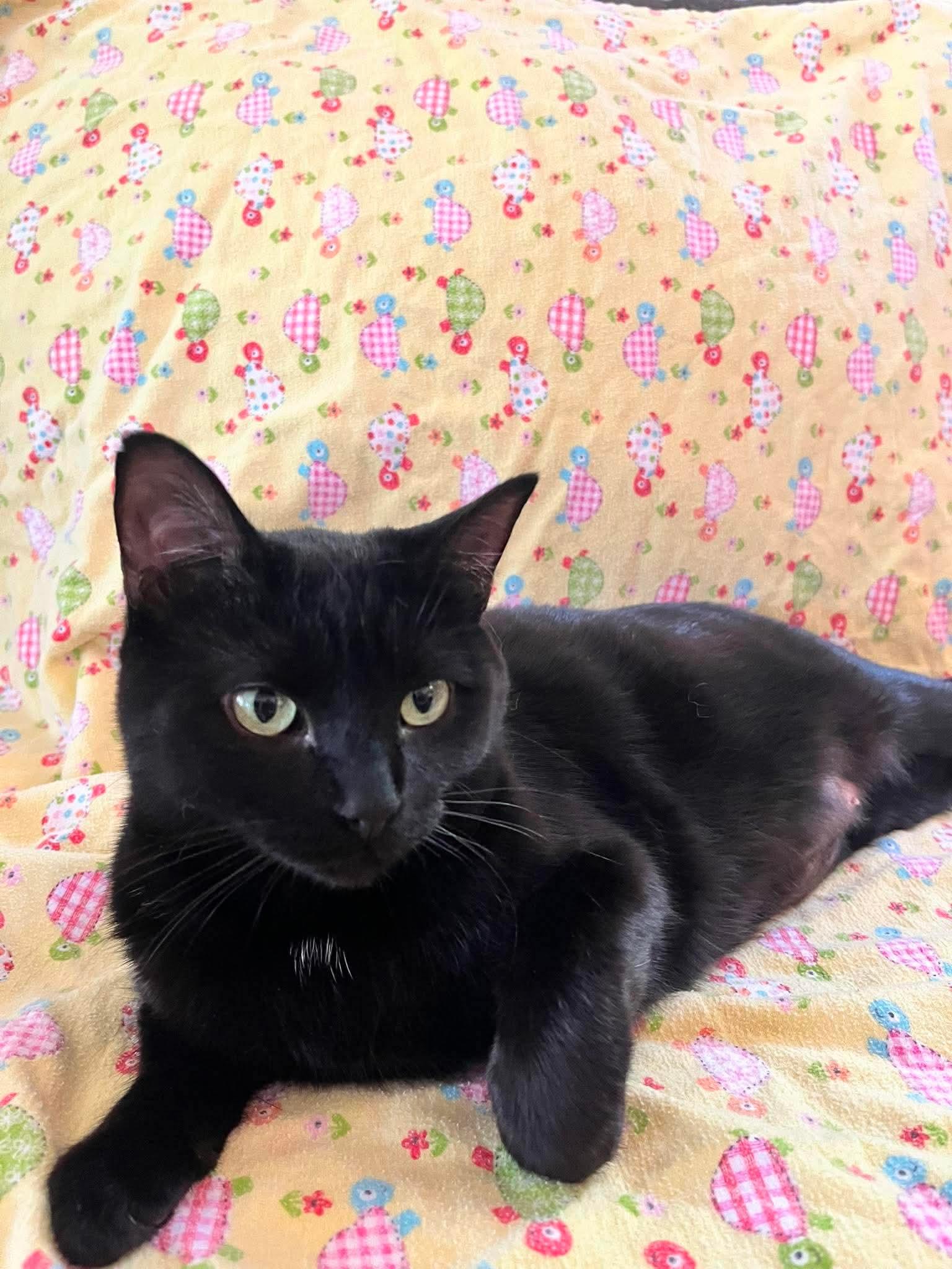 MAVIS (bonded with MURPHY), a Adoptable Domestic Short Hair in Tillsonburg, ON image 3/6