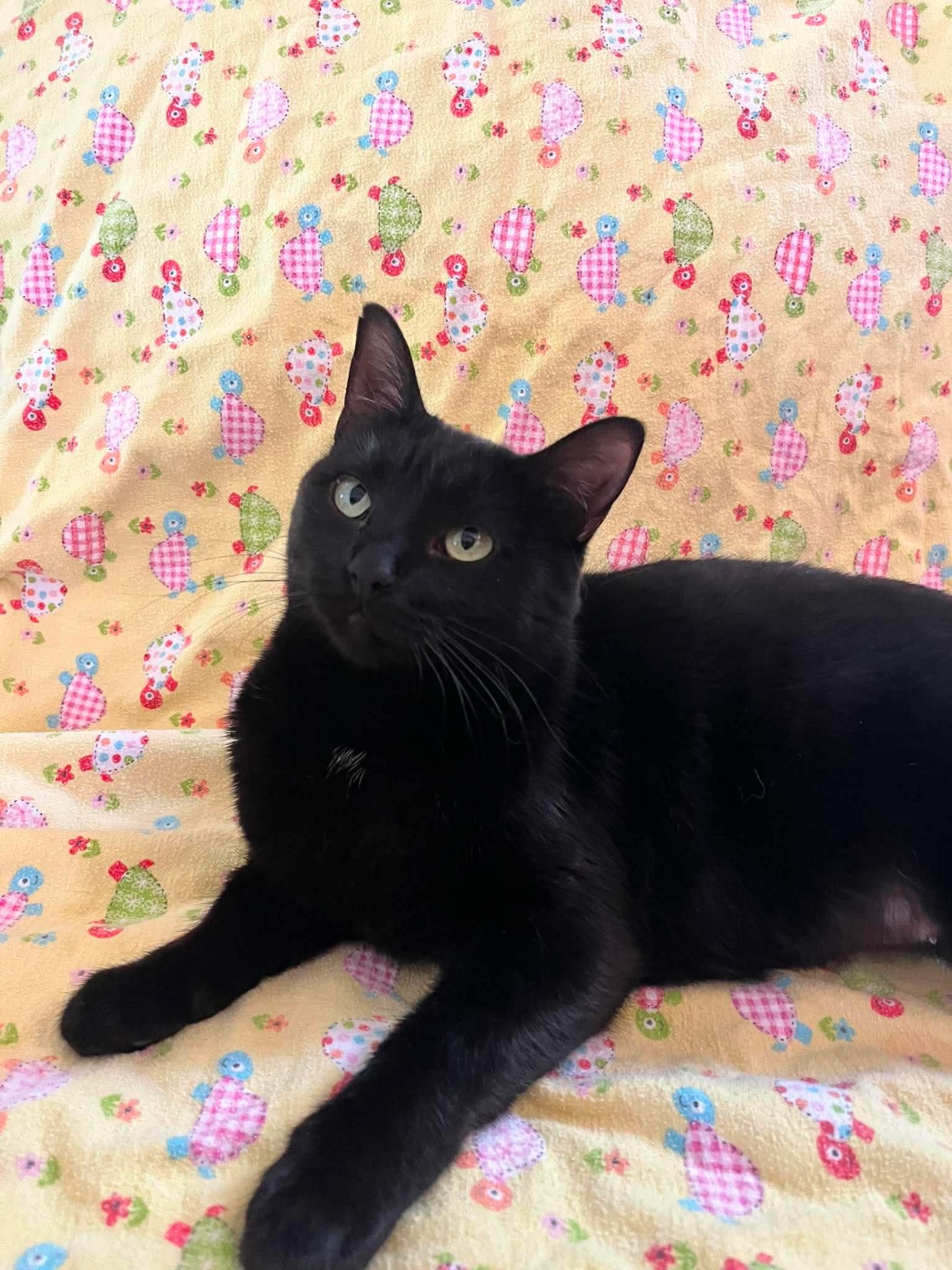 MAVIS (bonded with MURPHY), a Adoptable Domestic Short Hair in Tillsonburg, ON image 2/6