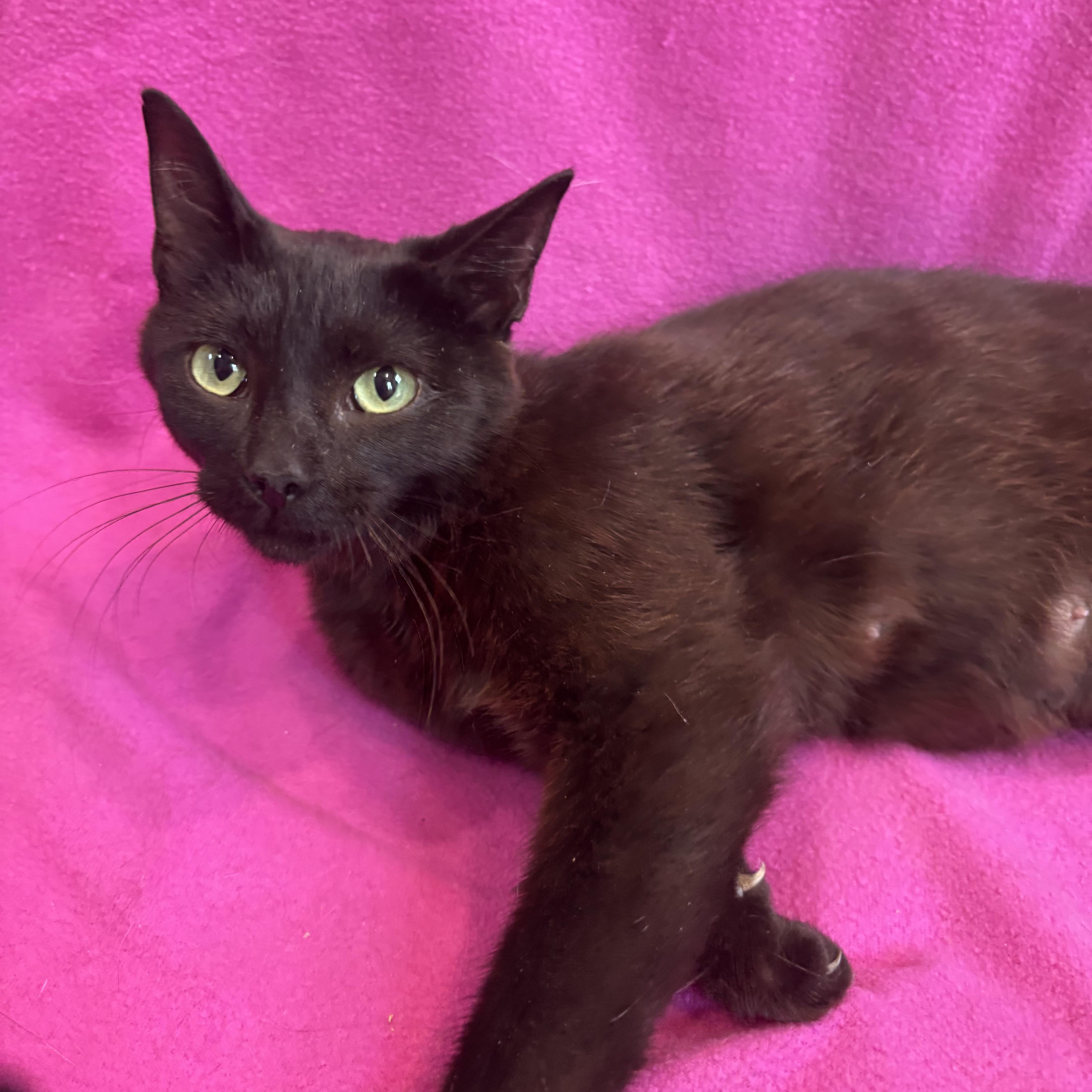 Enlarge MAVIS, a Adoptable Domestic Short Hair in Tillsonburg, ON image 1/4
