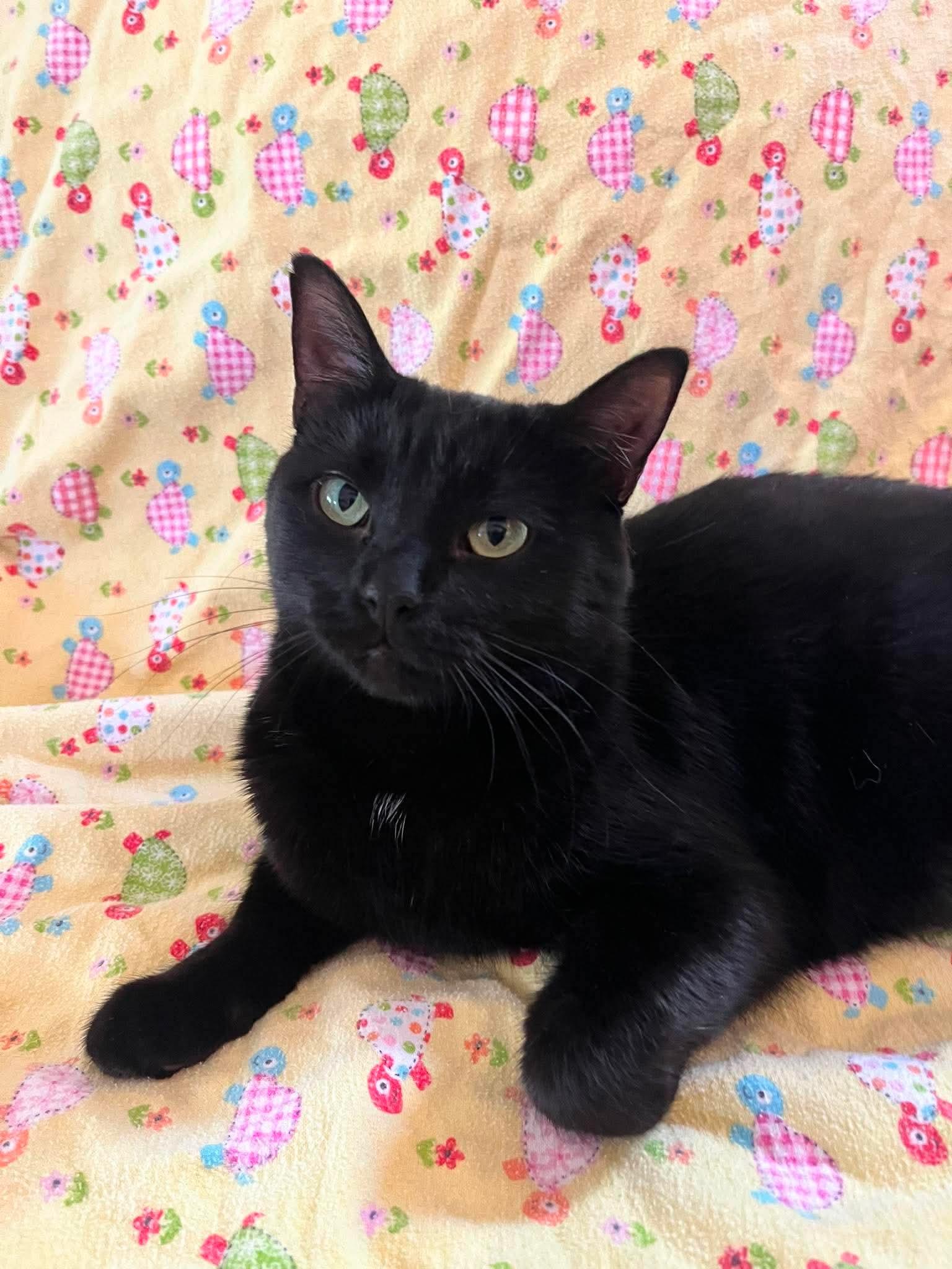 MAVIS (bonded with MURPHY), Adoptable, Young Female Domestic Short Hair.