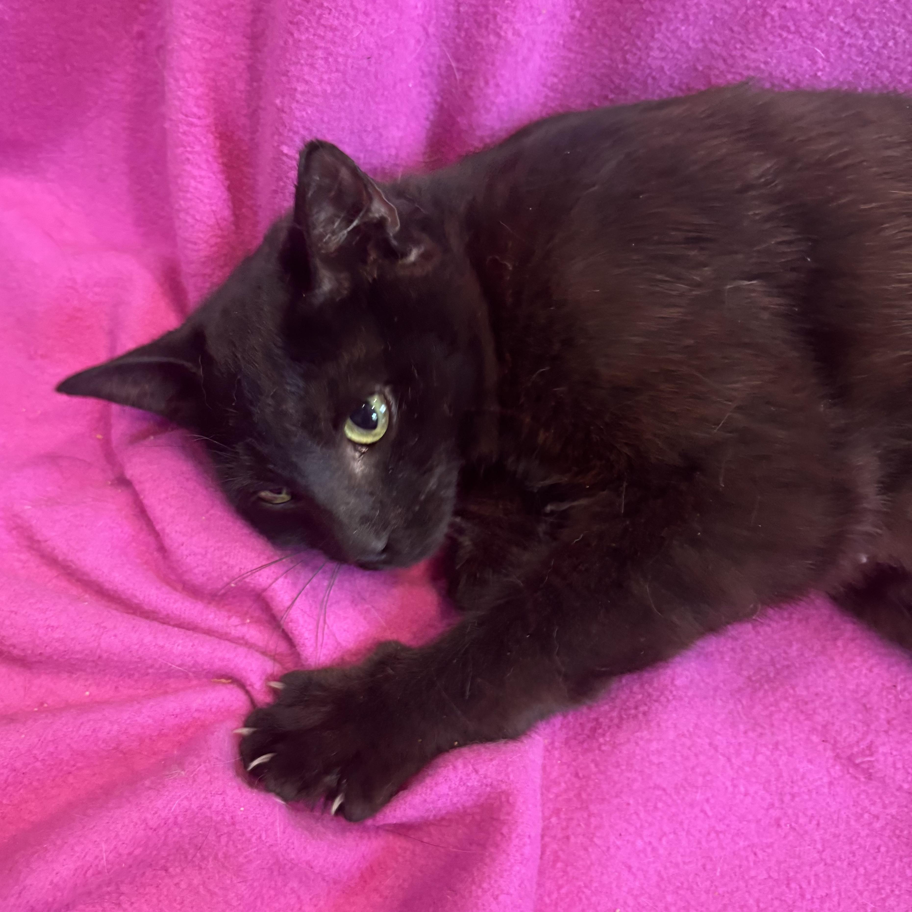 Enlarge MAVIS, a Adoptable Domestic Short Hair in Tillsonburg, ON image 3/4