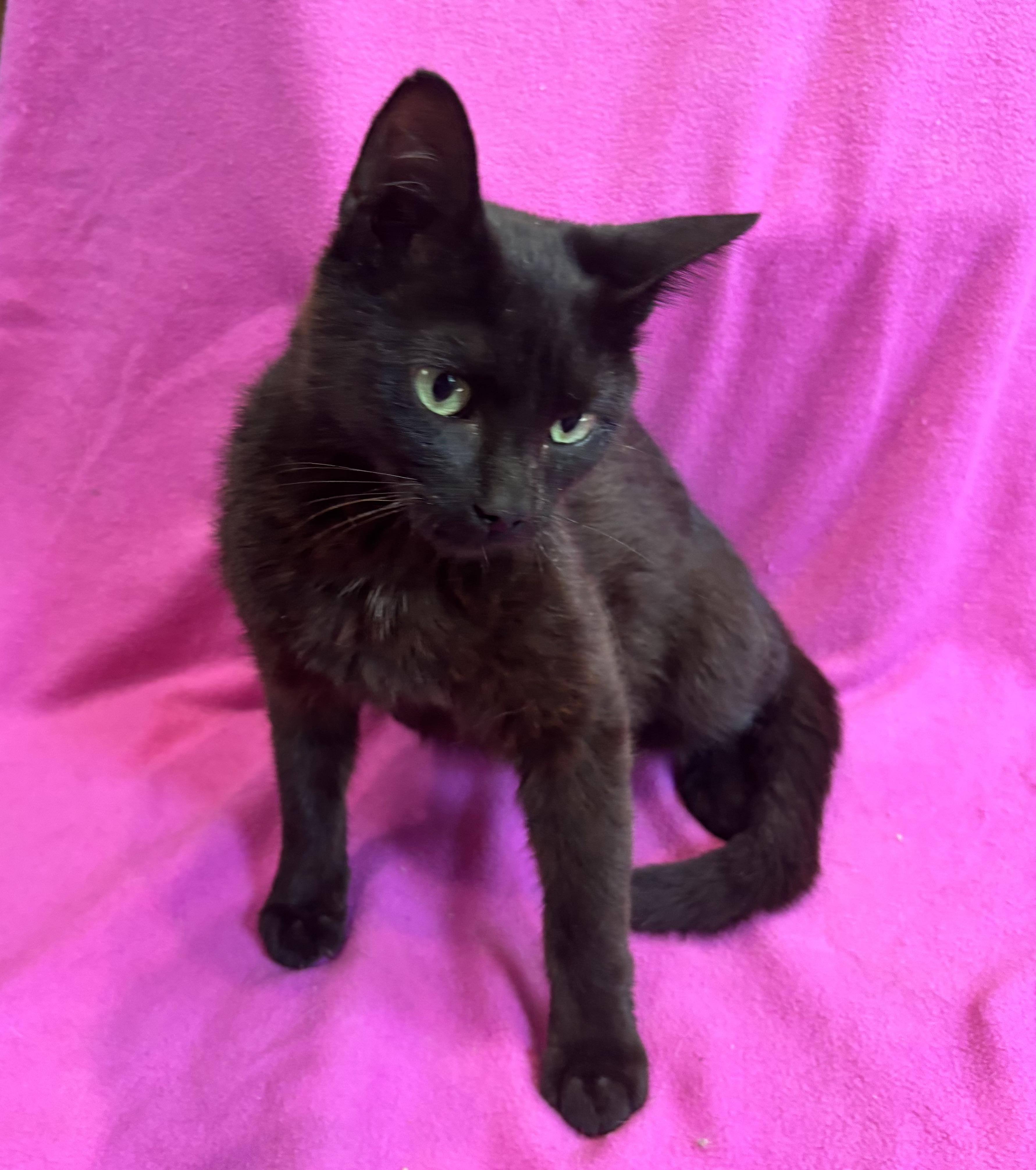 Enlarge MAVIS, a Adoptable Domestic Short Hair in Tillsonburg, ON image 4/4