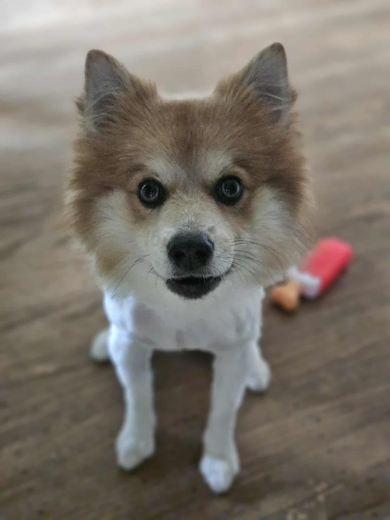 Taz