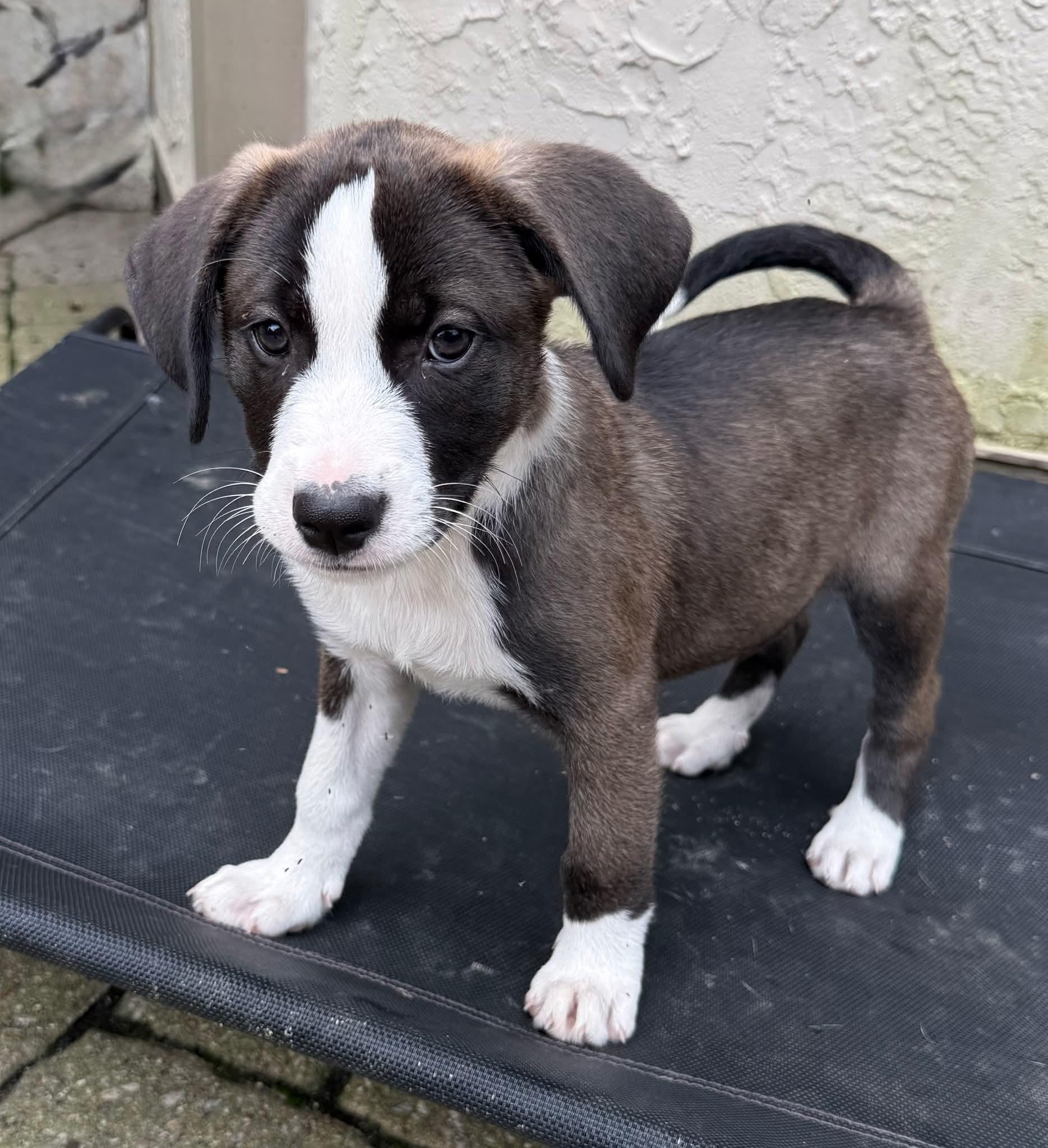 Annie, Adoptable, Puppy Female Pit Bull Terrier.