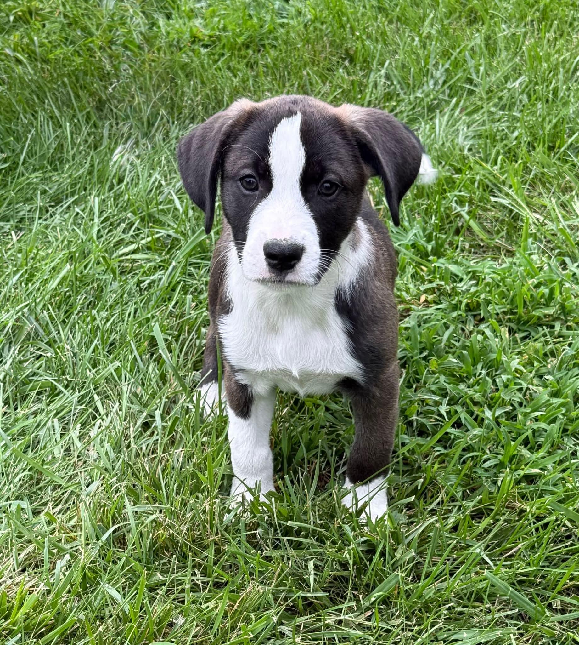 Enlarge Annie, a Adoptable mixed breed in Lewis Center, OH image 2/4