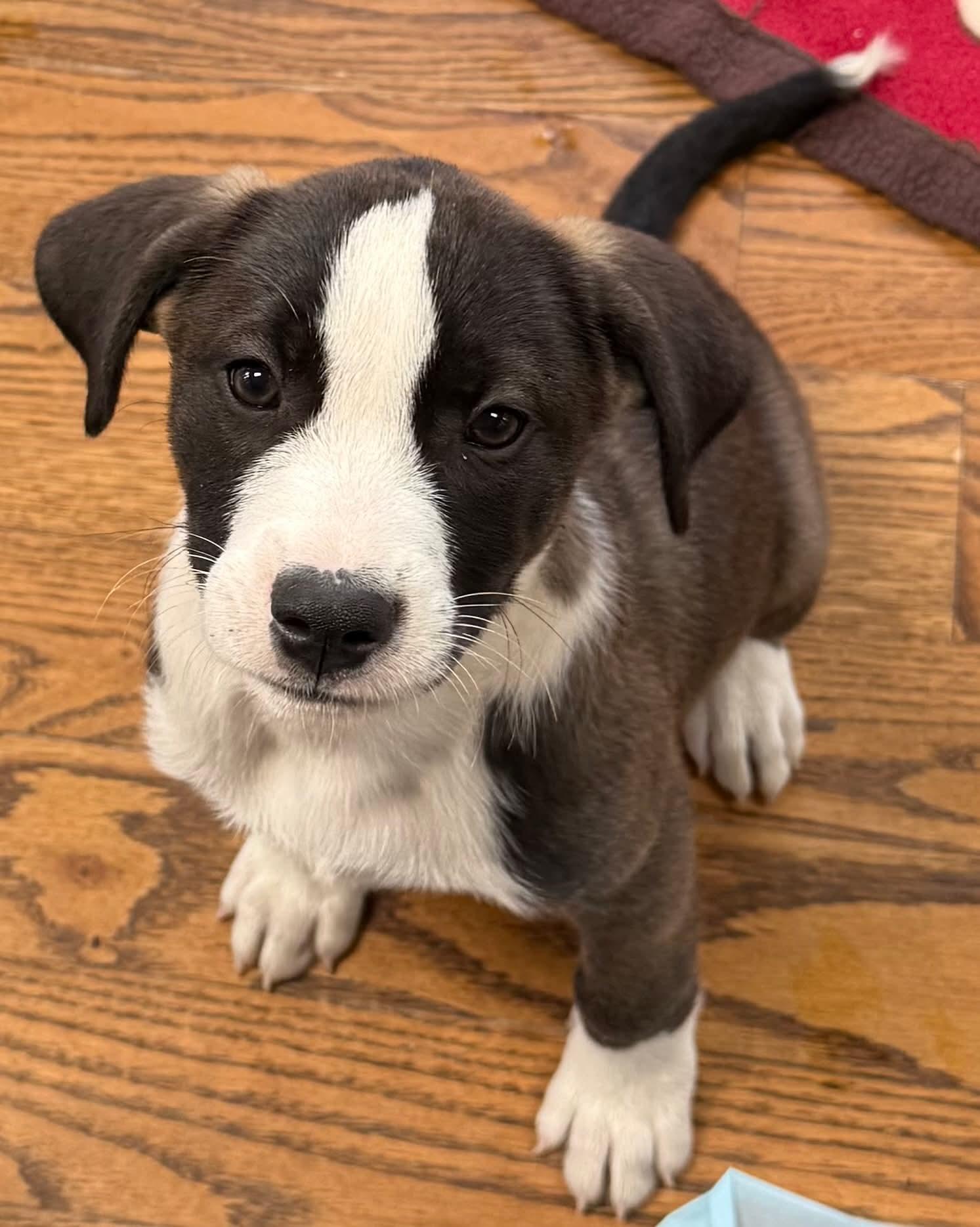 Enlarge Annie, a Adoptable mixed breed in Lewis Center, OH image 4/4