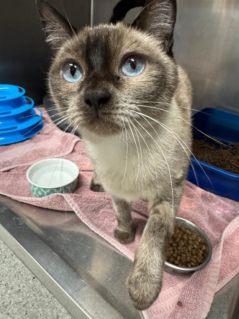 Sapphire, ADOPTABLE, Adult Female Siamese.