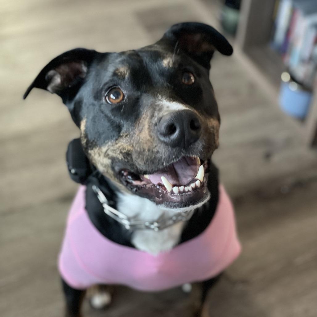 NY Toby (Home in Babylon), Adoptable, Adult Male Terrier & Terrier.