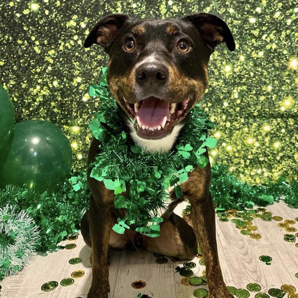 Enlarge NY Toby (Home in Babylon), a Adoptable mixed breed in Stormville, NY image 2/5