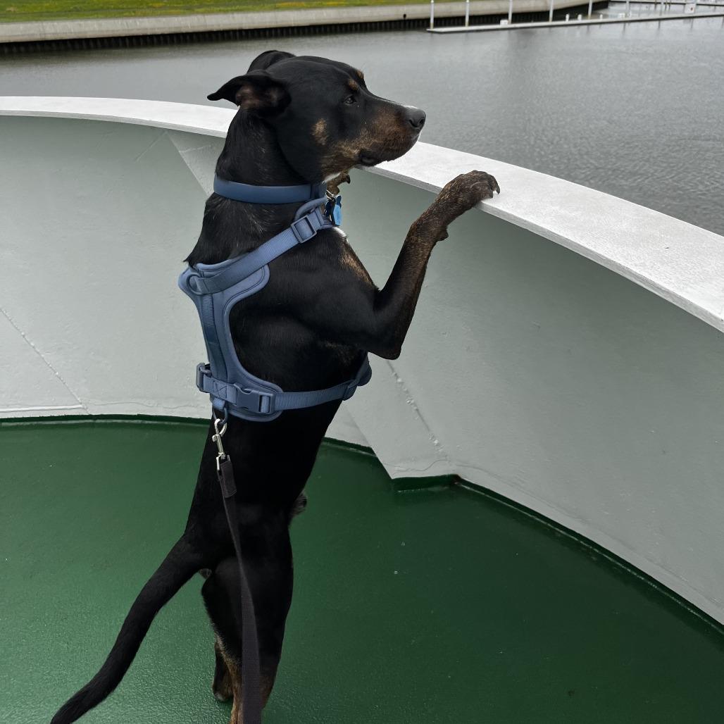 Enlarge NY Toby (Home in Babylon), a Adoptable mixed breed in Stormville, NY image 4/5