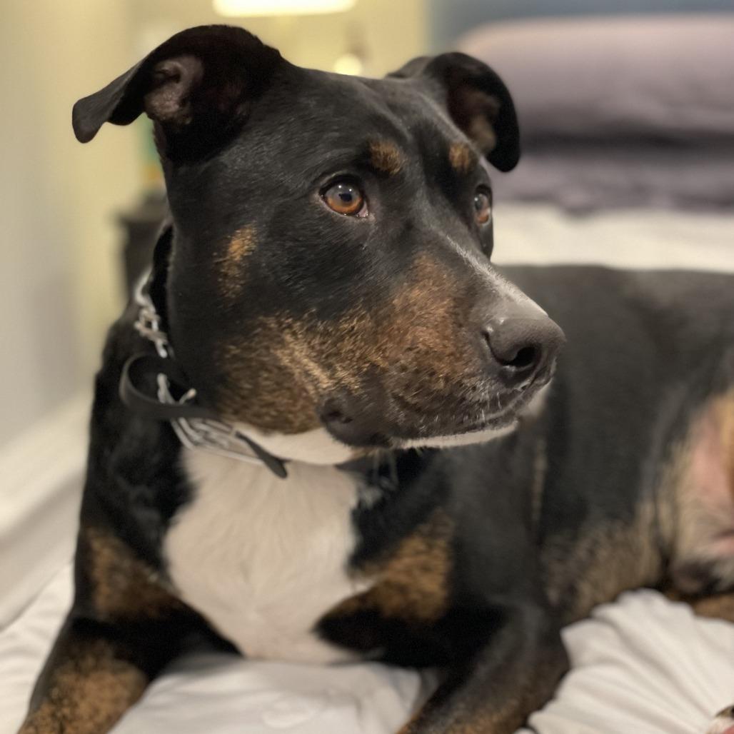 Enlarge NY Toby (Home in Babylon), a Adoptable mixed breed in Stormville, NY image 5/5