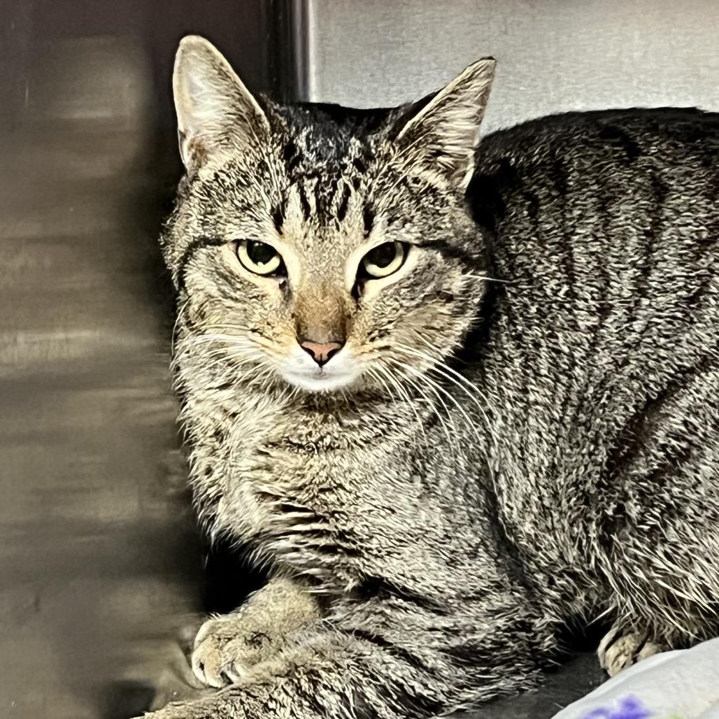 Bobby the Shoplifter, Adoptable, Kitten Male Domestic Short Hair.