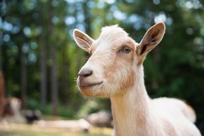 Lil Rascal, Adoptable, Young Male Goat.