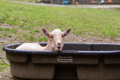 Enlarge Lil Rascal, a Adoptable Goat in Sultan, WA image 2/3