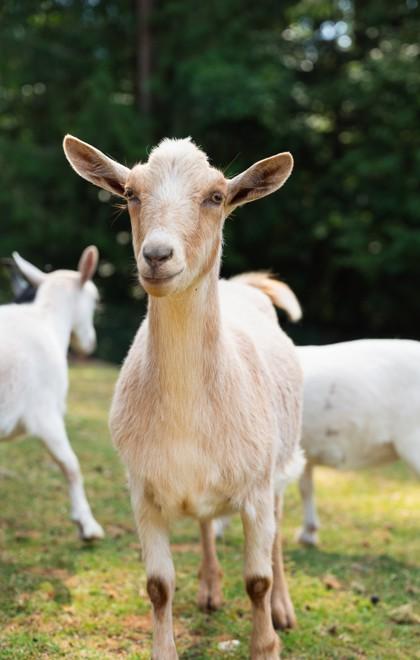 Enlarge Lil Rascal, a Adoptable Goat in Sultan, WA image 3/3