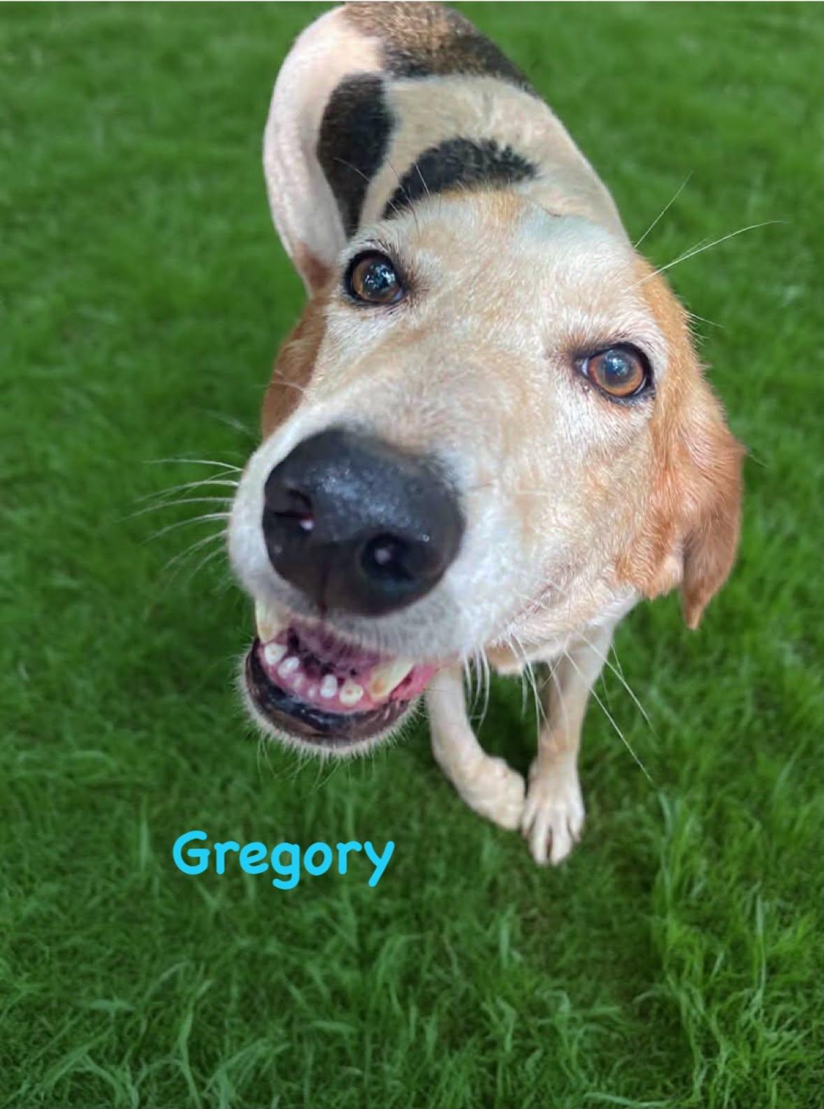 Gregory: Not At the Shelter (Wendy), Adoptable, Adult Male Foxhound.