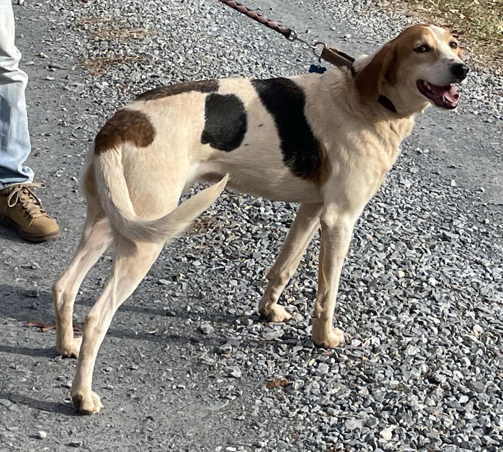 Gregory: Not At the Shelter (Wendy), a Adoptable Foxhound in Rustburg, VA image 1/6