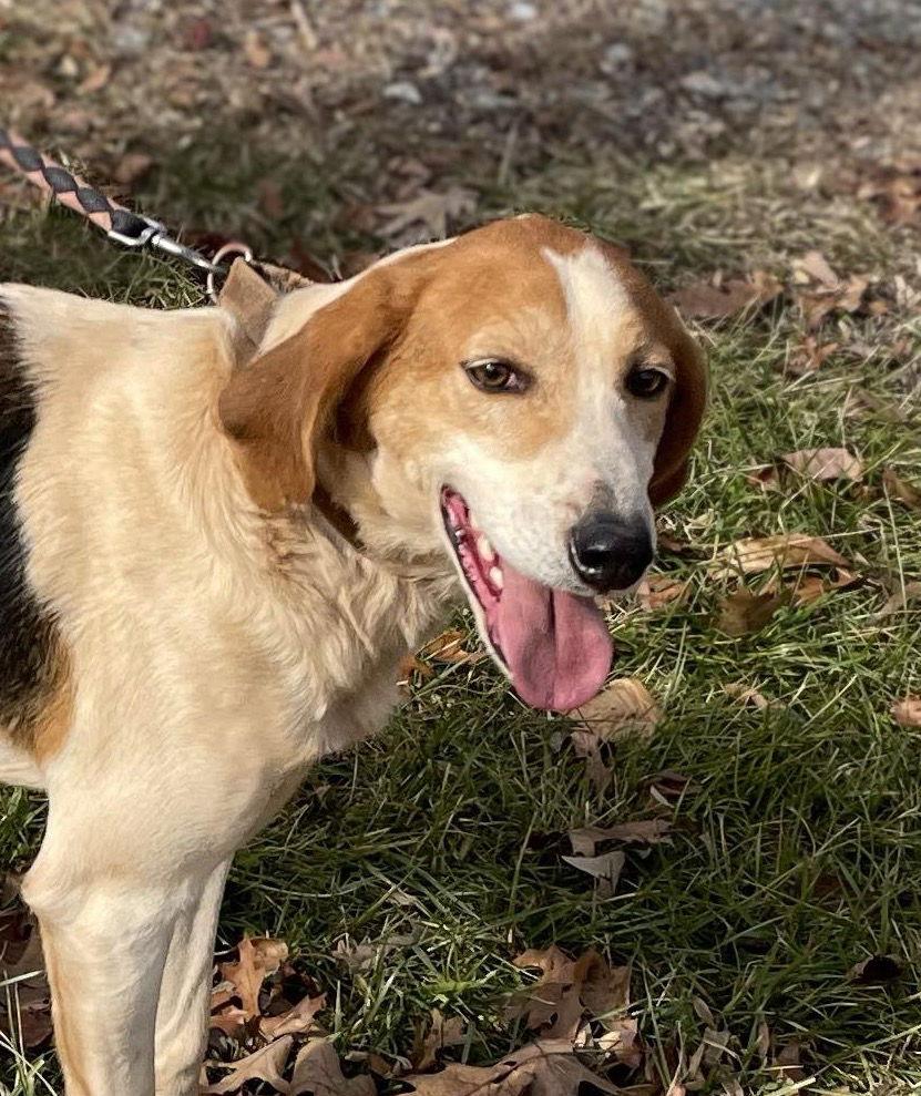 Gregory: Not At the Shelter (Wendy), a Adoptable Foxhound in Rustburg, VA image 2/6