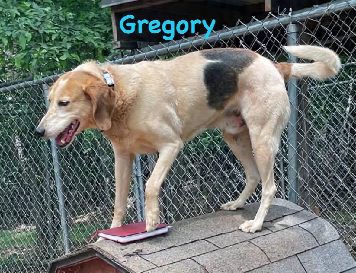 Gregory: Not At the Shelter (Wendy), a Adoptable Foxhound in Rustburg, VA image 2/3