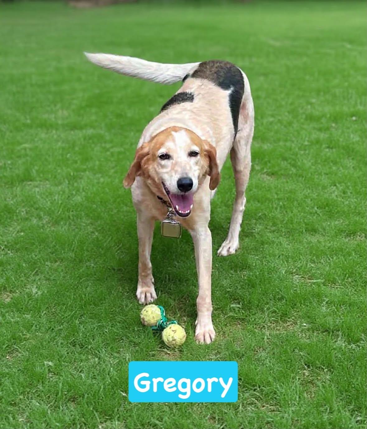 Gregory: Not At the Shelter (Wendy), a Adoptable Foxhound in Rustburg, VA image 3/3