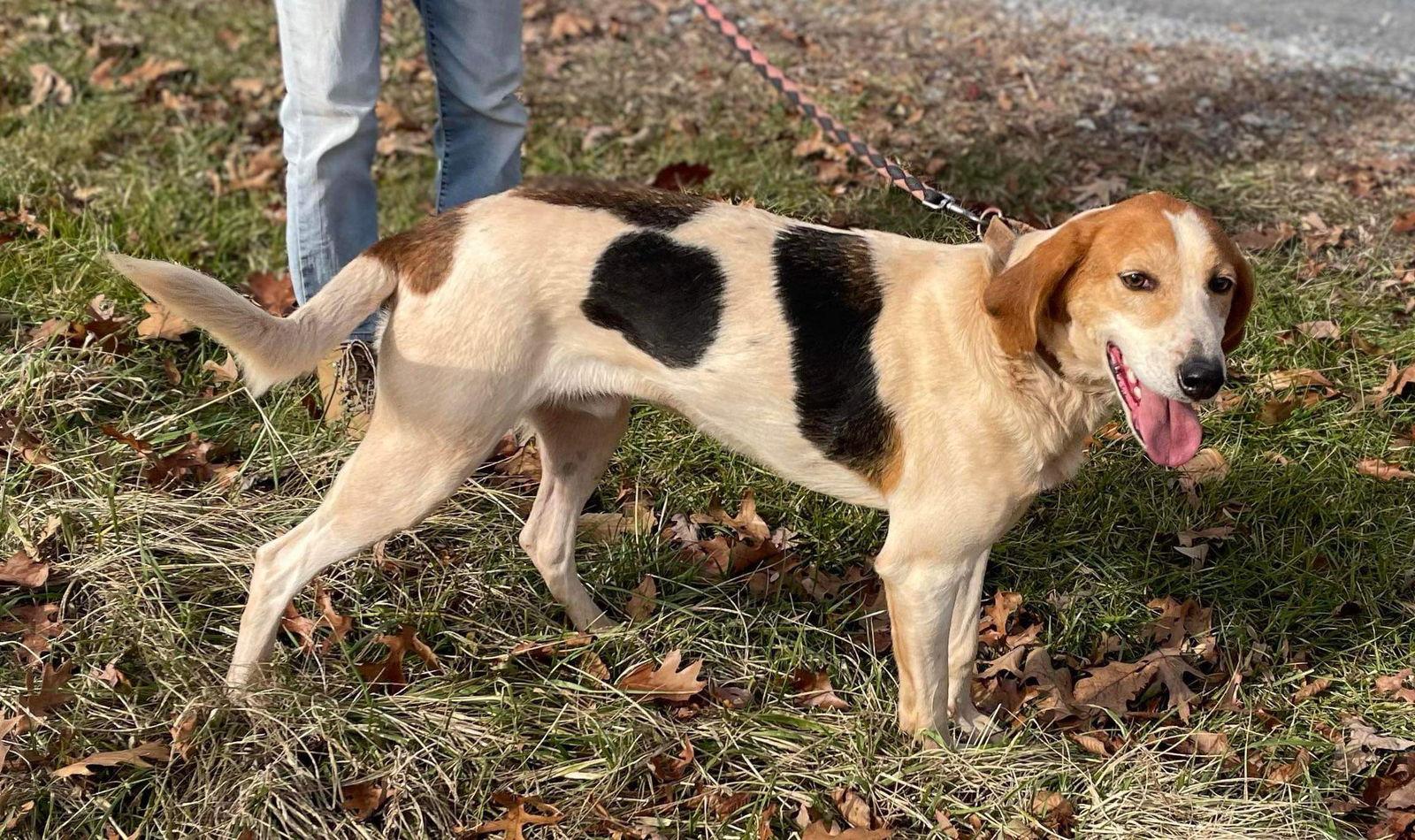 Gregory: Not At the Shelter (Wendy), Adoptable, Adult Male Foxhound.