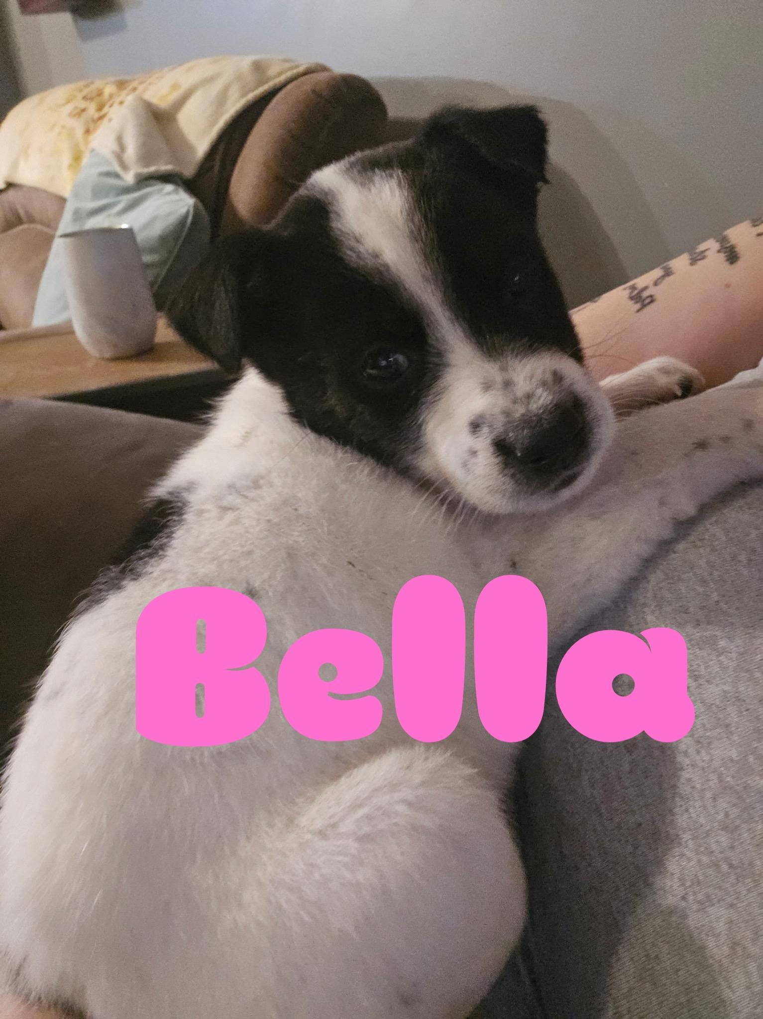 Bella, Adopted, Young Female Australian Cattle Dog / Blue Heeler.