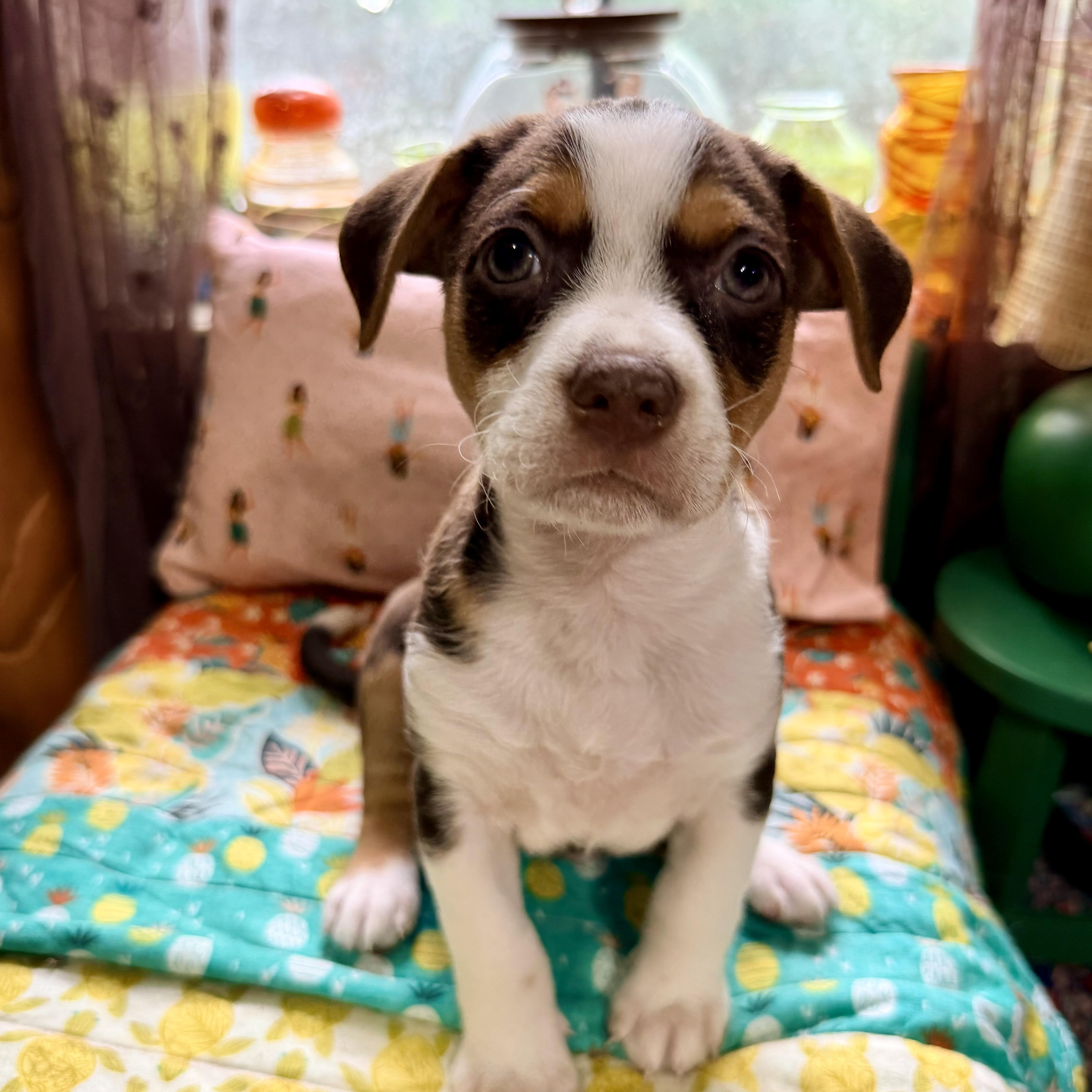 Lucky, an adopted mixed breed in Bulverde, TX image 4/5