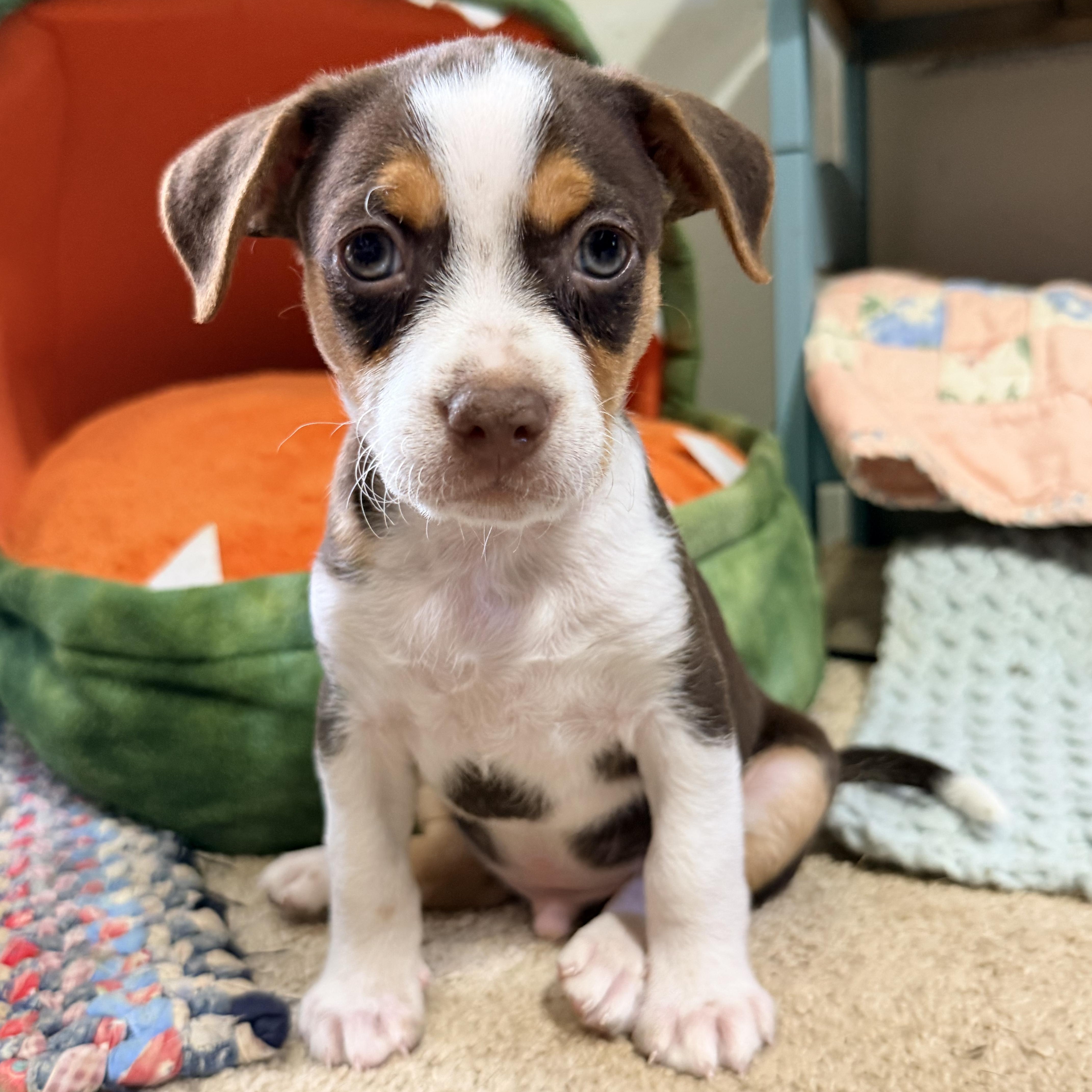 Lucky, an adopted mixed breed in Bulverde, TX image 2/5