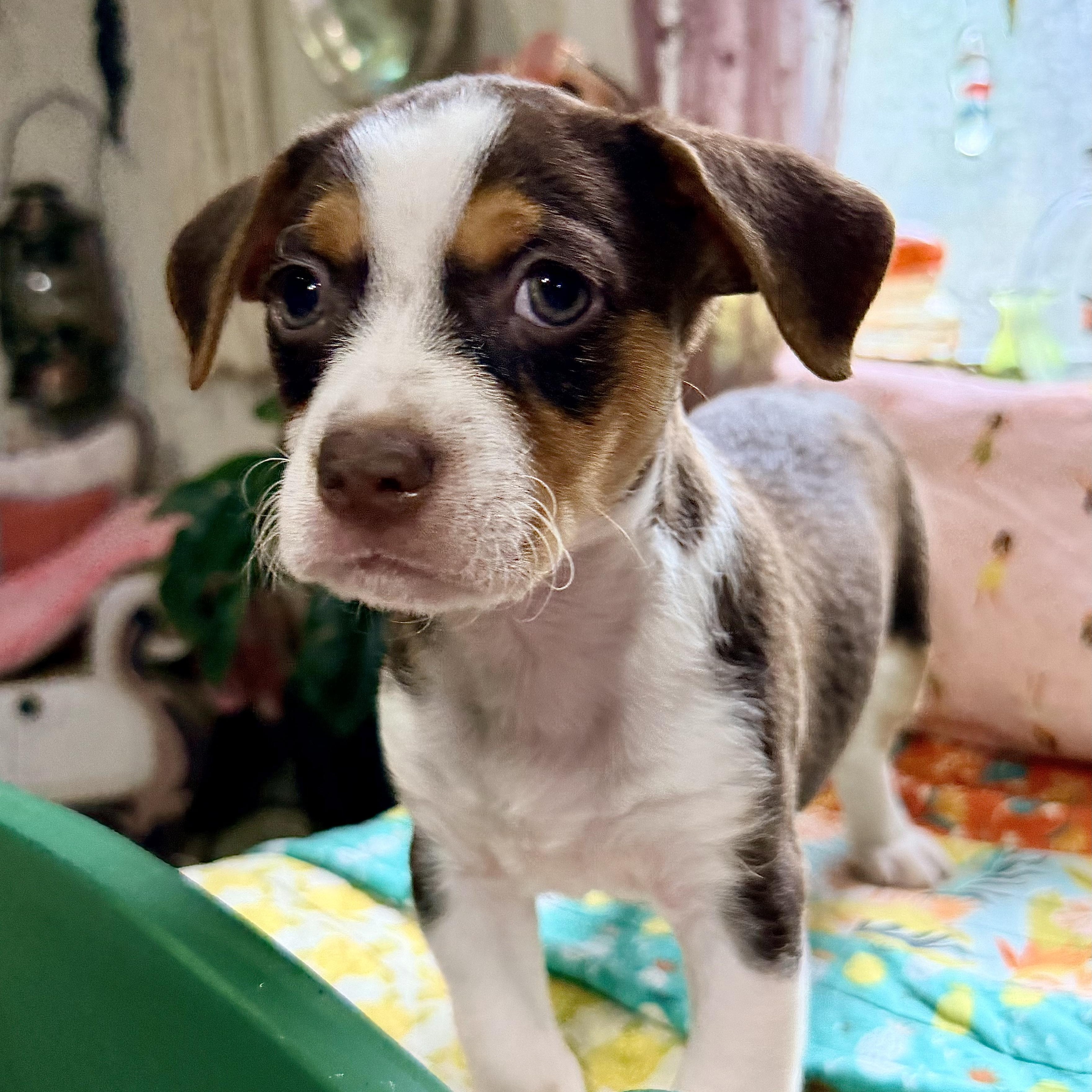 Lucky, an adopted mixed breed in Bulverde, TX image 5/5