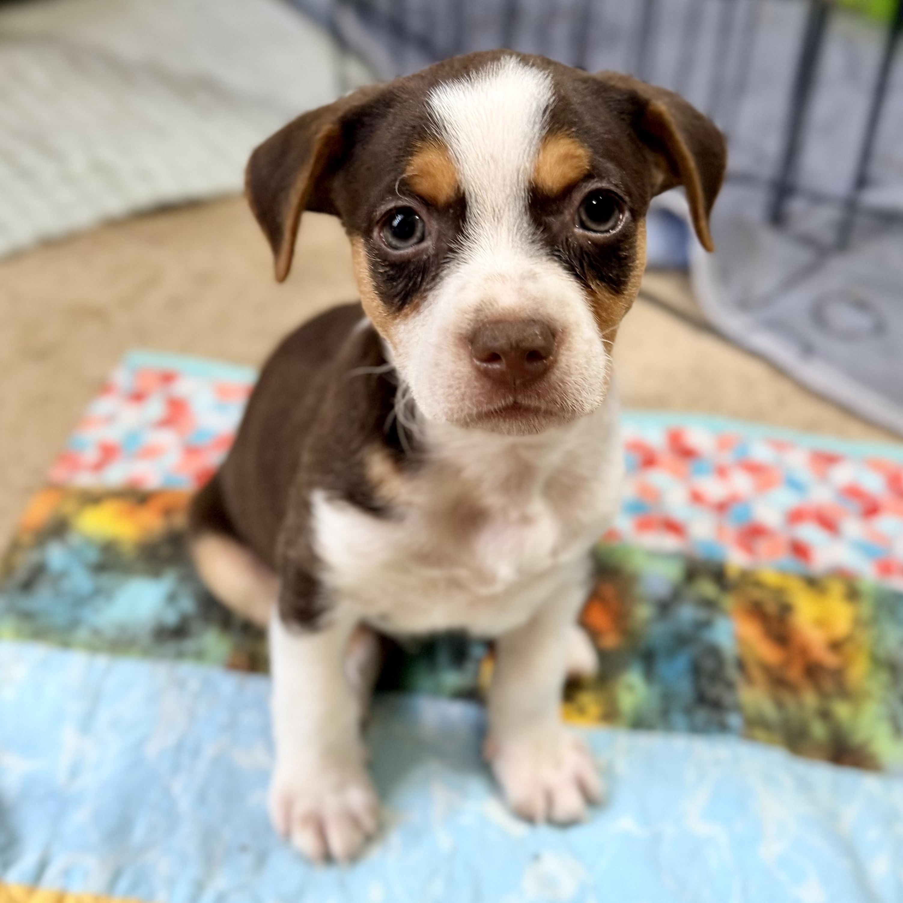 Lucky, an adopted mixed breed in Bulverde, TX image 3/5