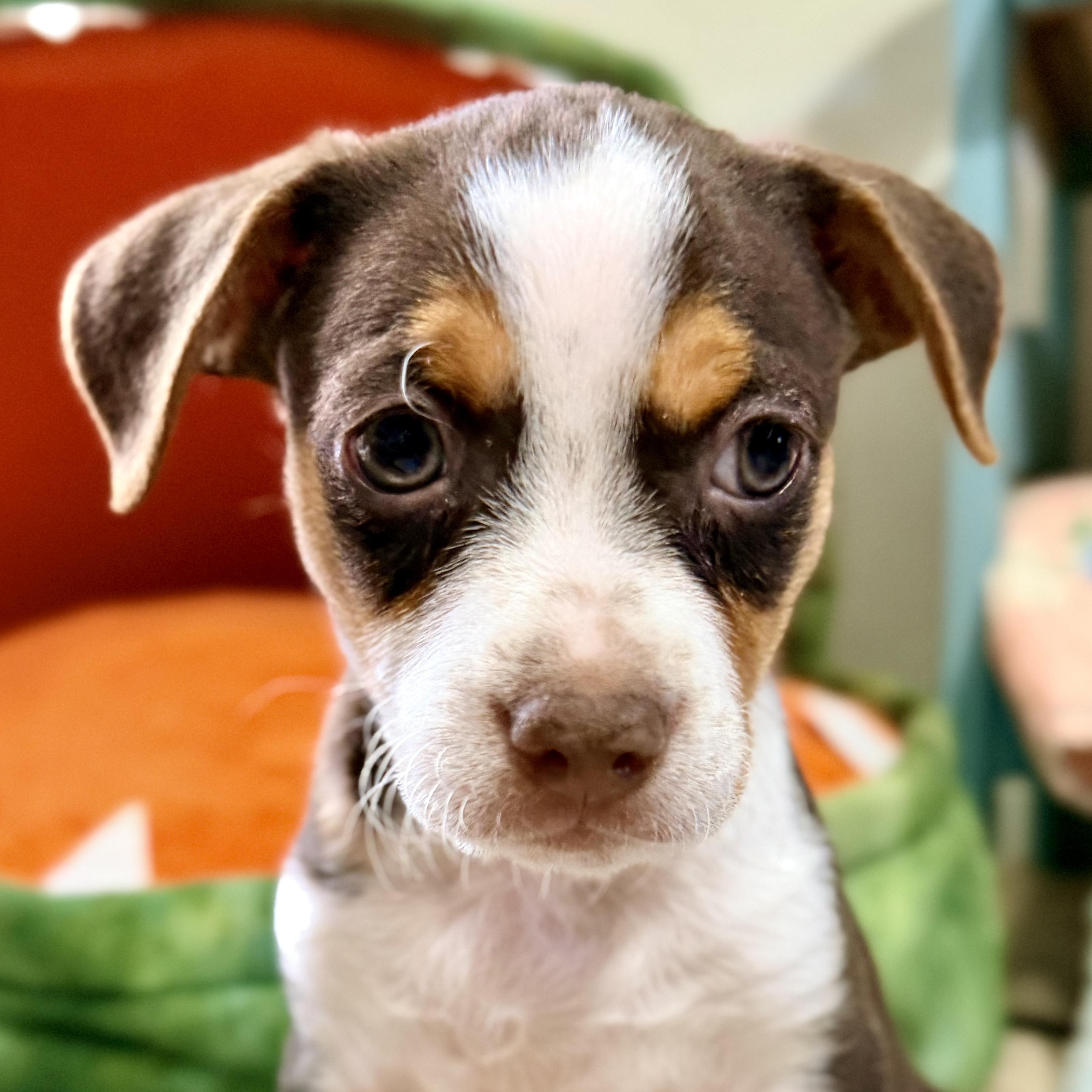 Lucky, adopted, Puppy Male Chihuahua.