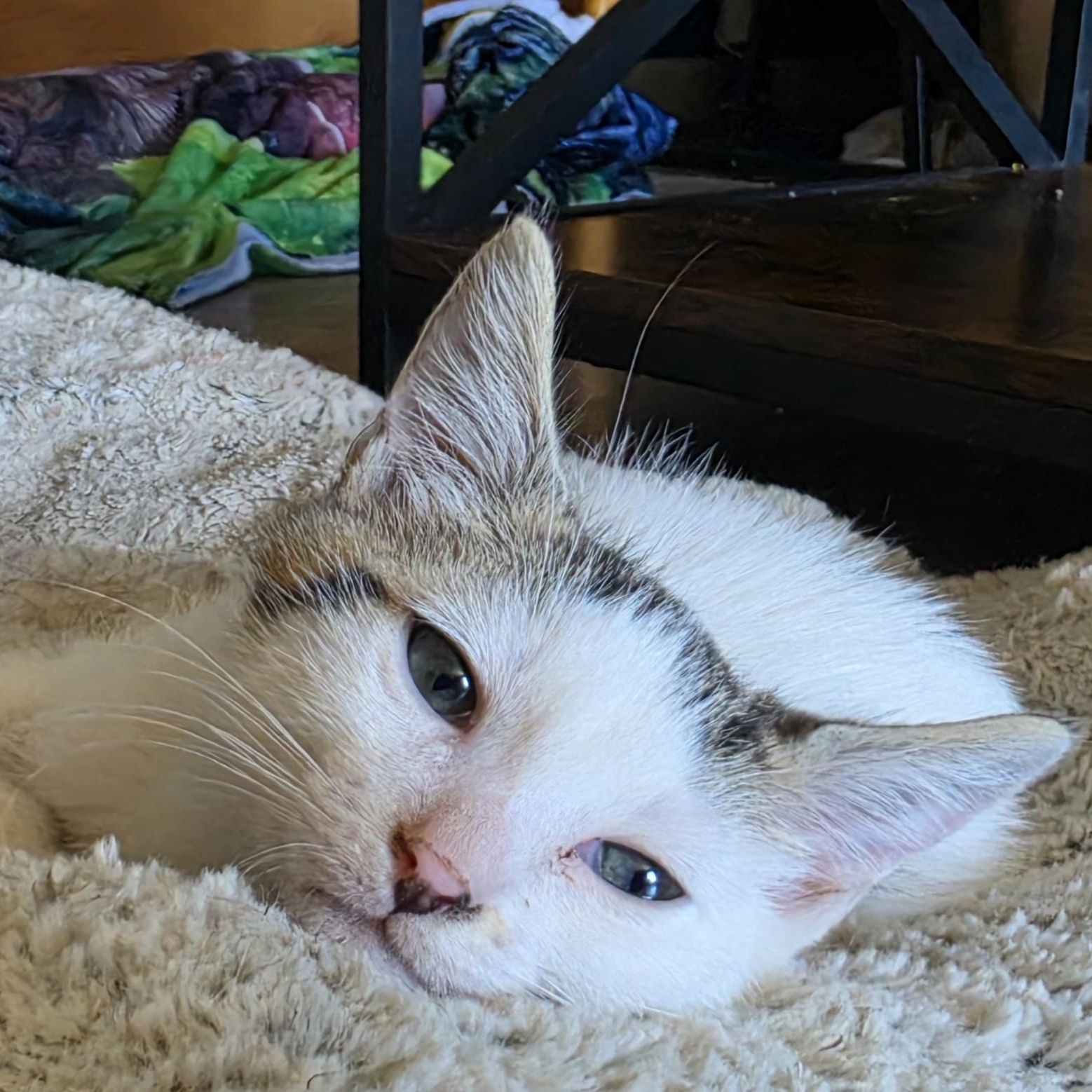 Enlarge Chidi, a Adoptable Domestic Short Hair in Portland, OR image 2/4