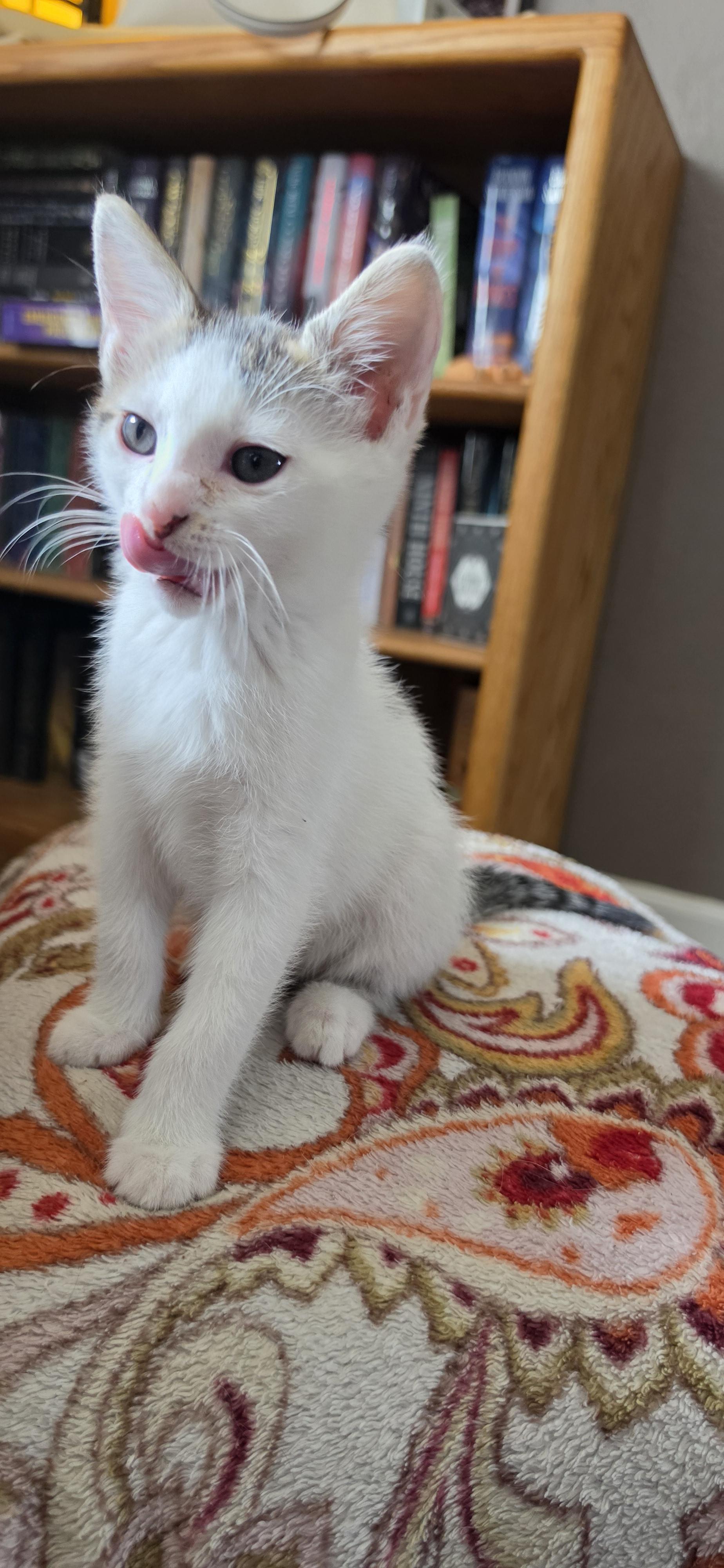 Enlarge Chidi, a Adoptable Domestic Short Hair in Portland, OR image 4/4