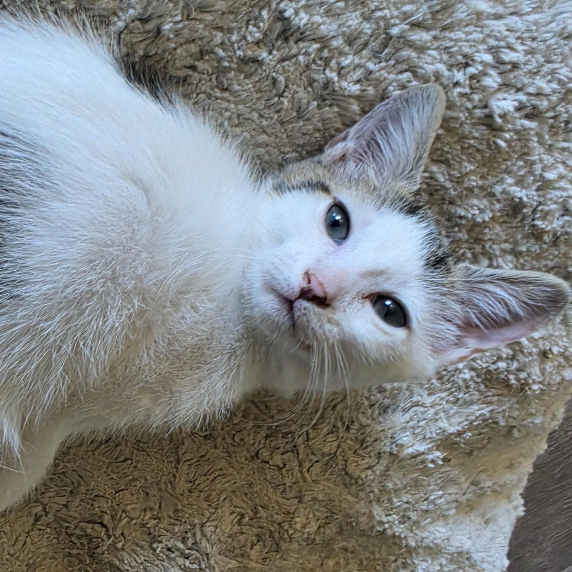 Enlarge Chidi, a Adoptable Domestic Short Hair in Portland, OR image 1/4