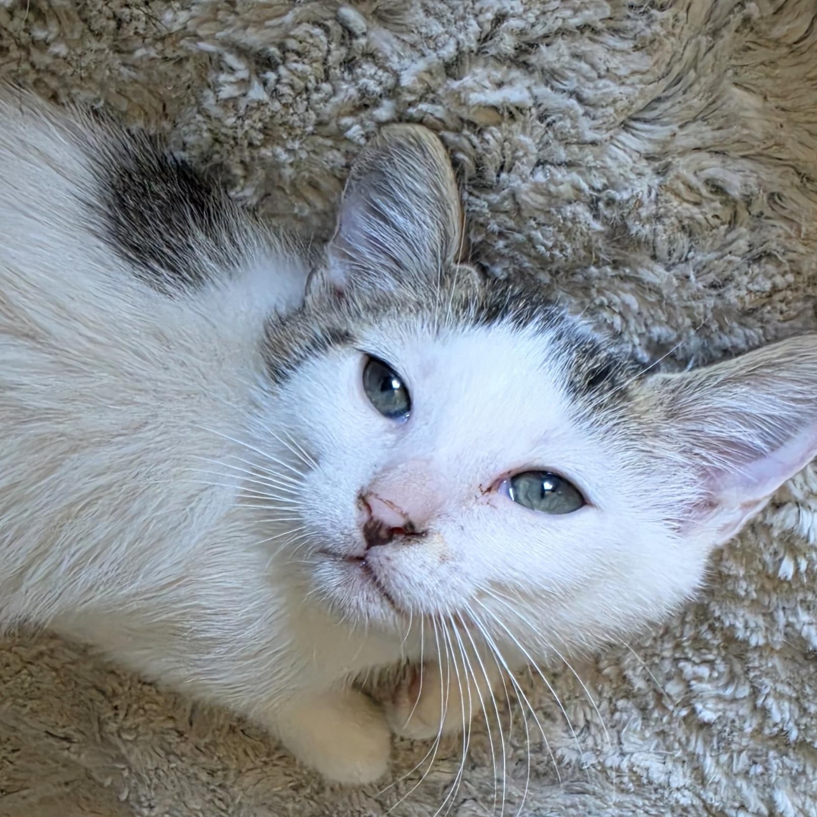 Enlarge Chidi, a Adoptable Domestic Short Hair in Portland, OR image 3/4