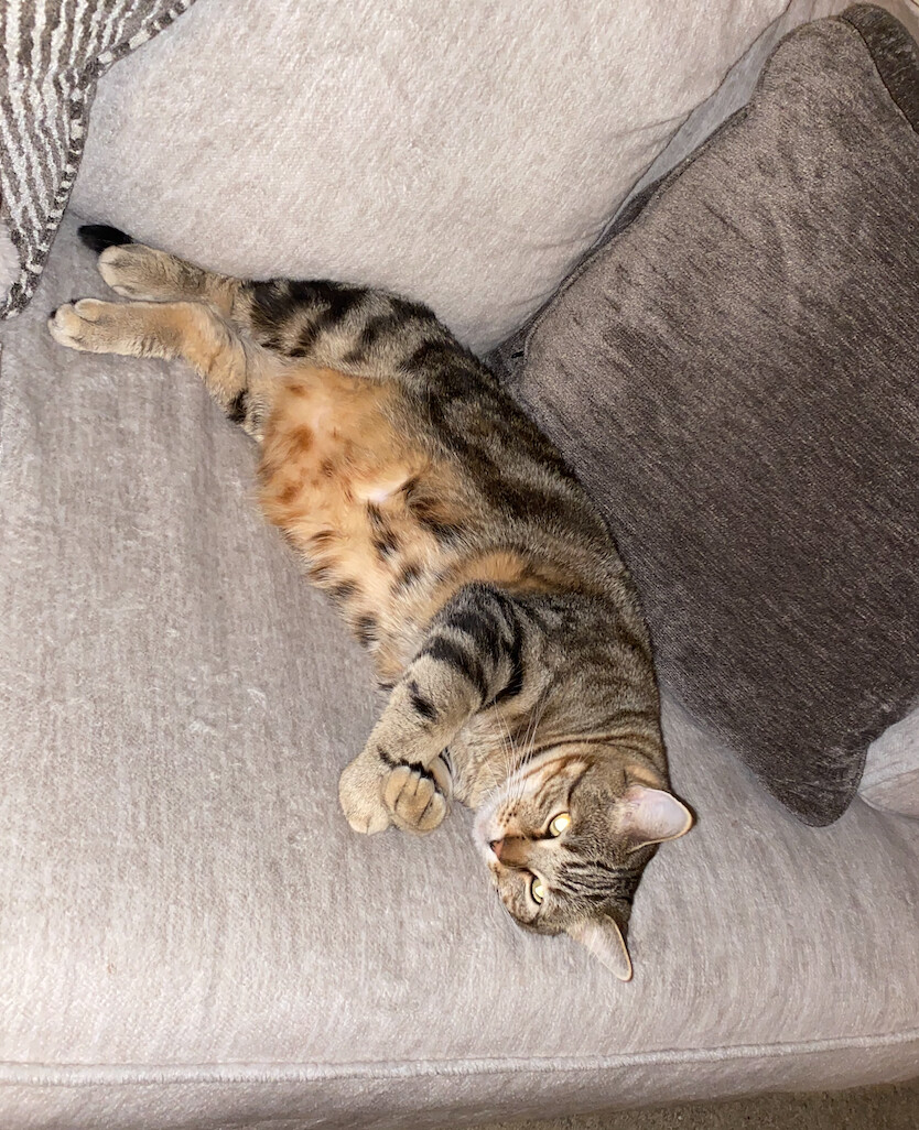 Ross and Sam, a Adopted Tabby in Palo Alto, CA image 1/4