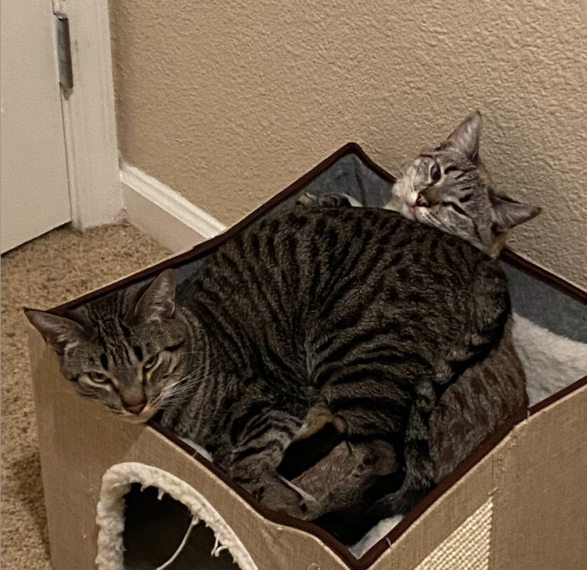 Ross and Sam, a Adopted Tabby in Palo Alto, CA image 3/4