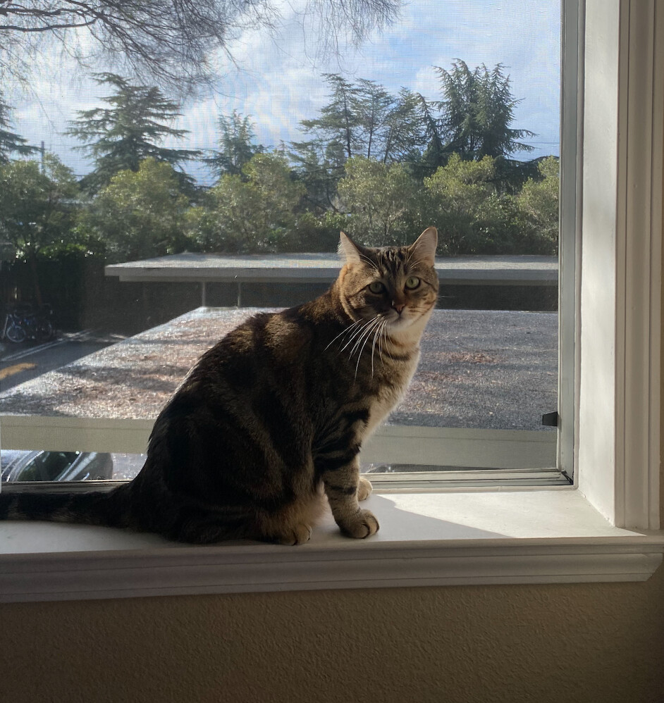 Ross and Sam, a Adopted Tabby in Palo Alto, CA image 4/4