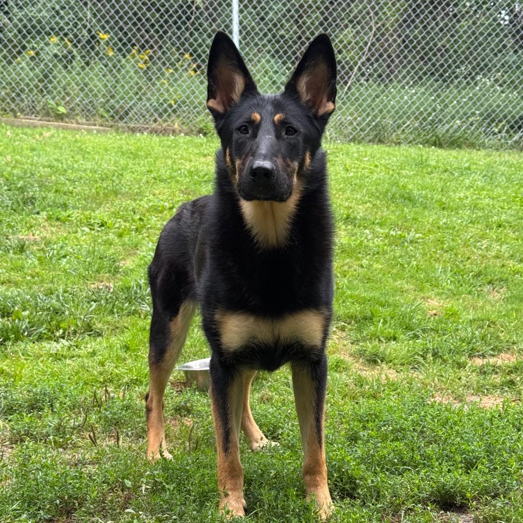 Enlarge Tamara, a Adoptable German Shepherd Dog in Middlebury, VT image 1/4