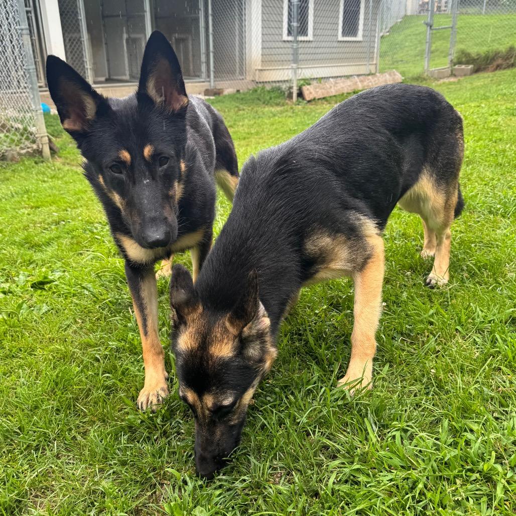 Enlarge Tamara, a Adoptable German Shepherd Dog in Middlebury, VT image 2/4