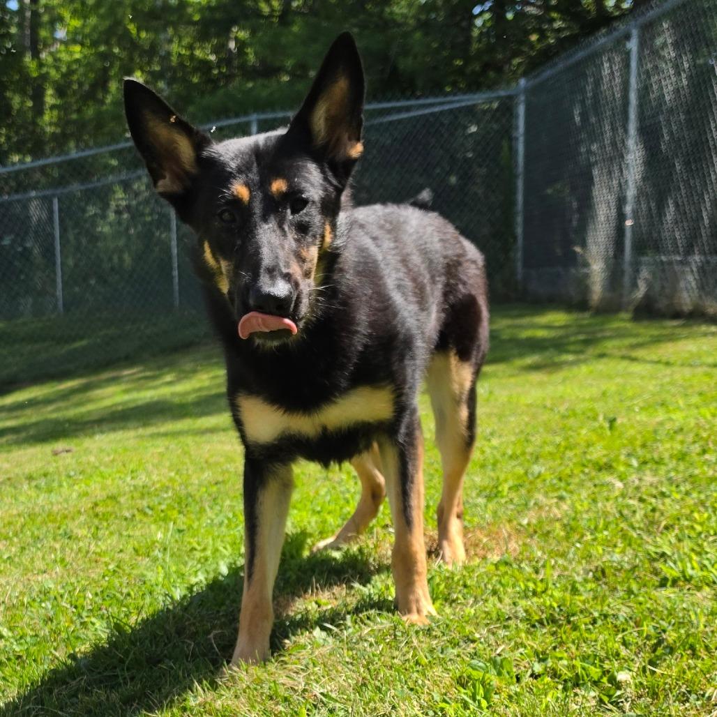 Enlarge Tamara, a Adoptable German Shepherd Dog in Middlebury, VT image 3/4