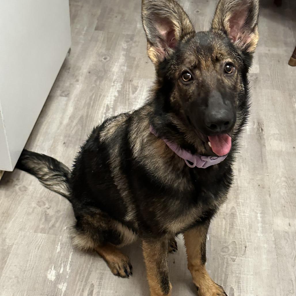 Katie *Pending Adoption*, Adoptable, Young Female German Shepherd Dog.