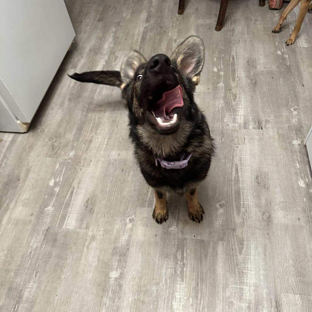 Enlarge Katie *Pending Adoption*, a Adoptable German Shepherd Dog in Cartersville, GA image 2/4